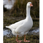 [GOG] Gaggle Of Geese