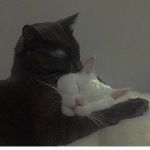 Duck’s Warrior Cats Roleplay Group