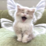 vampr