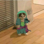 CatCoolXd