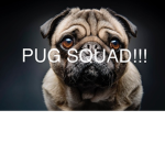PUG SQUAD!!!!