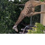 Long neck gang