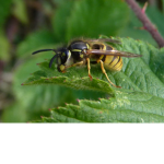 r.i.p. bob the wasp