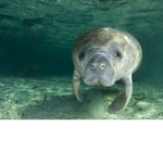 OCEAN SANCTUARY!