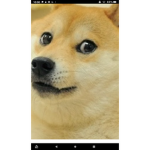 Team doge. Doge fans only.