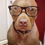 Pittie Studios