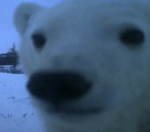 teddyybearr