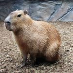 Capybara friends!