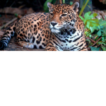 The jaguars squad