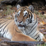 Love Tigers Save Tigers