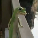 Geico Cult