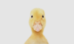 CuteLittleDucklings
