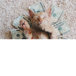 CashCat's clothing