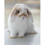 Bun bun cutie squad