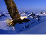 The Eagles Club [TEC]