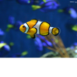 the fish's!!