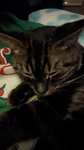 Kitty/Axo