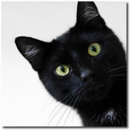 Black-Cat Roblox decal