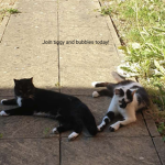 tiggyandbubblescat fan group