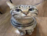 SUS_CAT Games