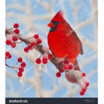 Studio Cardinal