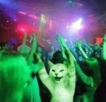 Group with only cats