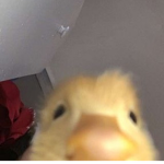 quack .