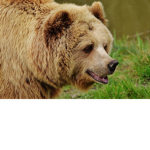 - Bearies United -