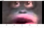 STINKY MONKEY GROUP