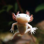 Axolotl__army