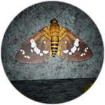 Ooh What a Pretty Butterfly!