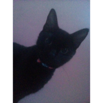 Catpeaches1