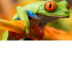 The Ribbit Squad