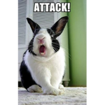 Bunny funny van