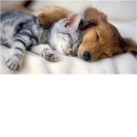 Official warrior cat fan club