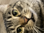 i might give you bobux