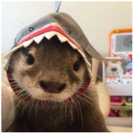 OTTERS01010101