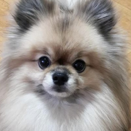 ✿ ᵒ̌ ᴥ ᵒ̌ ✿