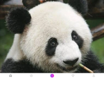 Panda squad gaming hangout group