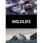 Wildlife Noot Gang
