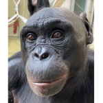 Apes Together Strong.