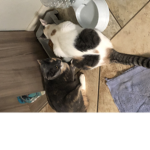 Meow cats kitty