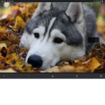 Cute Dog Games