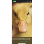 Ducky-_-Studios