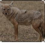 Le groupe des chacal