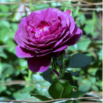 PurpurzRose