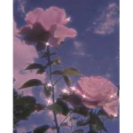 { Aesthetic Flowers }