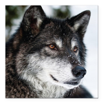 Dark Claw Wolf Pack