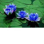 LOTUS Funding