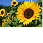 Sunflower asmr fan group